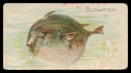 E32 Blowfish.jpg